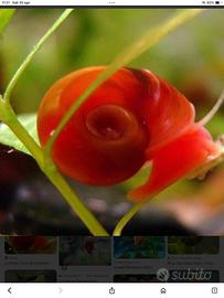 Planorbarius arancioni