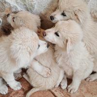 Cuccioli simil maremmano