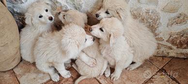 Cuccioli simil maremmano