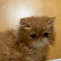 Cuccioli gatto persiano
