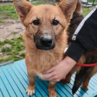 Mandorla in attesa di adozione