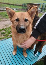 Mandorla in attesa di adozione