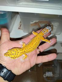 Geco green tangerine