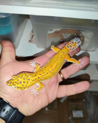 Geco green tangerine