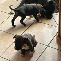 Cuccioli Pitbull