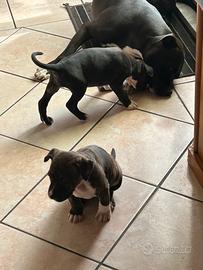 Cuccioli Pitbull