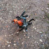 testina fresa motozappa per decespugliatore 