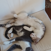 Fantastici gattini di compagnia