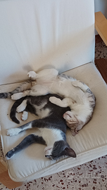 Fantastici gattini di compagnia