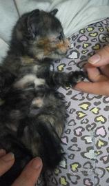 Gattini femmine