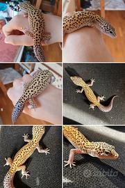 Geco leopardino geco leprado