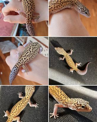 Geco leopardino geco leprado