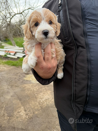 Maltipoo Mini Toy maschietti