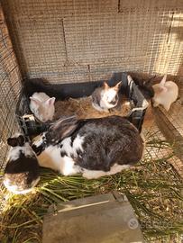 Disponibile coniglietti vari colori