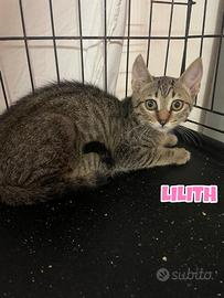 Lilith gattina di 3 mesi