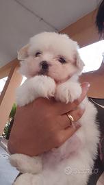 Meravigliosi cuccioli di maltese