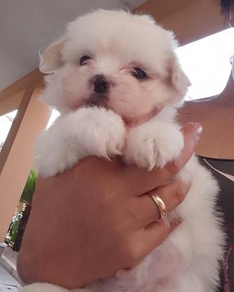 Meravigliosi cuccioli di maltese