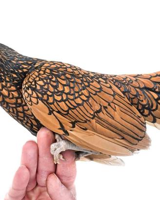 Gallo e gallina razza sebright