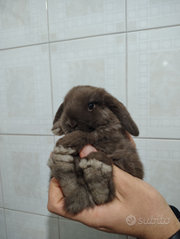 Coniglio Ariete Cioccolato