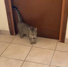 Mici necessitano di nuova casa