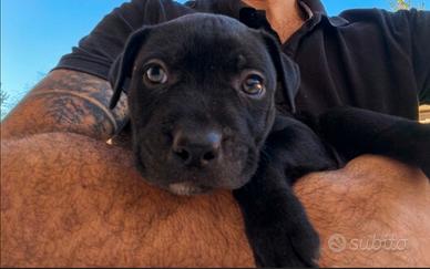 Cuccioli di American Pitbull ukc Black nose