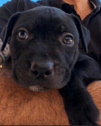 Cuccioli di American Pitbull ukc Black & Red nose
