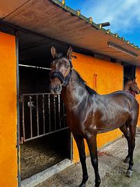Cavallo