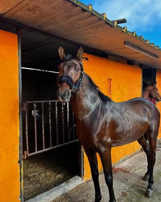 Cavallo