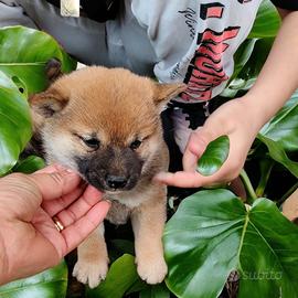 Shiba Inu pedigree Enci