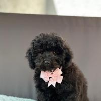 Barboncino femmina ENCI