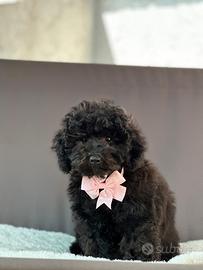 Barboncino femmina ENCI