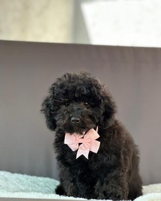 Barboncino femmina ENCI