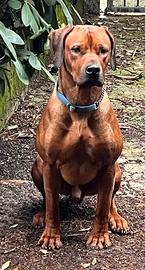 Cuccioli Rhodesian ridgeback