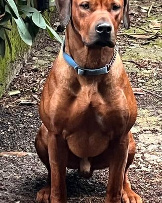 Cuccioli Rhodesian ridgeback