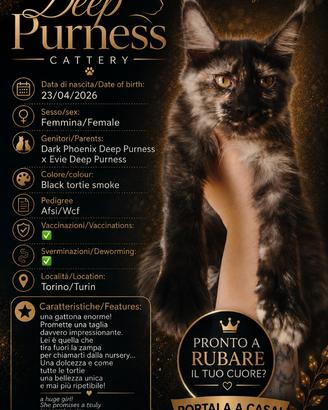 Maine coon con pedigree