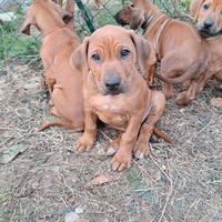Cucciolo di Rhodesian Ridgeback