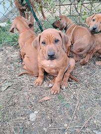 Cucciolo di Rhodesian Ridgeback