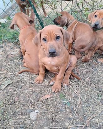 Cucciolo di Rhodesian Ridgeback