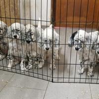 Setter inglese