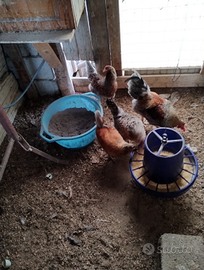 Eggss di Oliver eggs