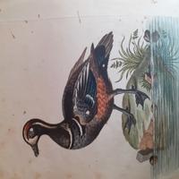 Collezione incisioni 700 George edwards 