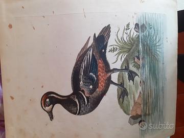 Collezione incisioni 700 George edwards 