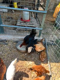 Coppia galline marans