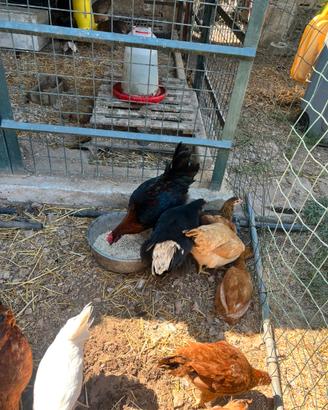 Coppia galline marans