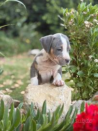 Pitbull tricolor e blue nose
