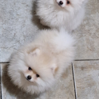 Spitz pomerania