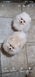 Spitz pomerania