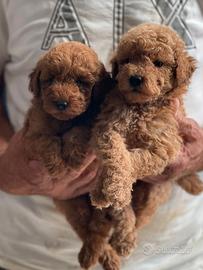 Barboncini pronti pagamento dilazionato