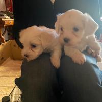 Cuccioli di maltese