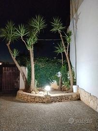 CURA DEL VERDE E GIARDINAGGIO